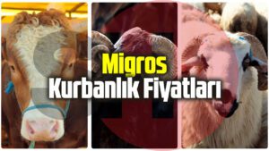 Migros Kurbanlık Fiyatları Ne Kadar? Büyükbaş ve Koç Fiyatları