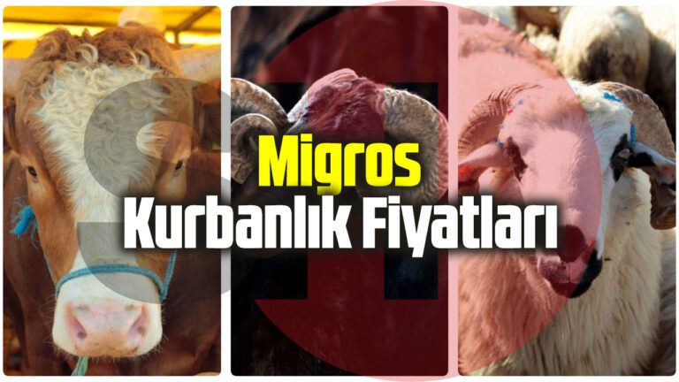 Migros Kurbanlık Fiyatları Ne Kadar? Büyükbaş ve Koç Fiyatları